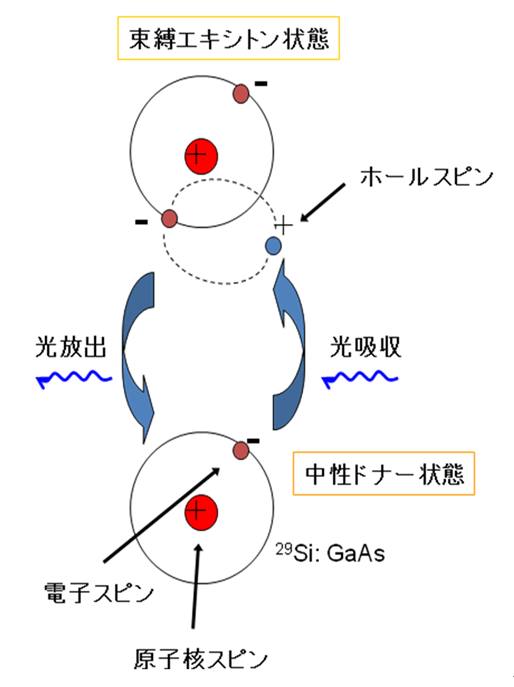 図1(a): 半導体量子メモリーの構成：29Si原子核スピンはハイパーファイン相互作用で束縛電子スピンへ結合している。電子スピンは光遷移で束縛エキシトン状態へ結合している。