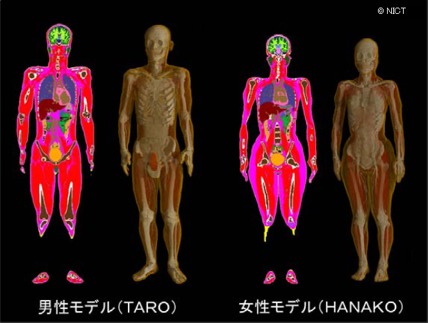 図1 日本人成人男女の数値人体モデル （左：正面からの断層表示、 右：ボリュームレンダリング表示）