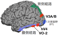 図2：光沢知覚に関わる脳部位（赤く示した箇所）