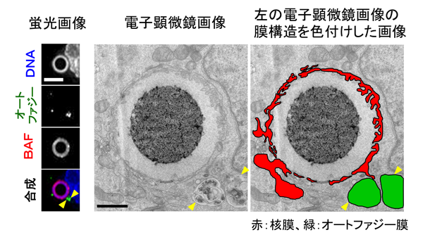 図3：DNAビーズの周辺に形成された膜構造　左：蛍光画像、中央：電子顕微鏡画像、右：膜構造を色付けした画像