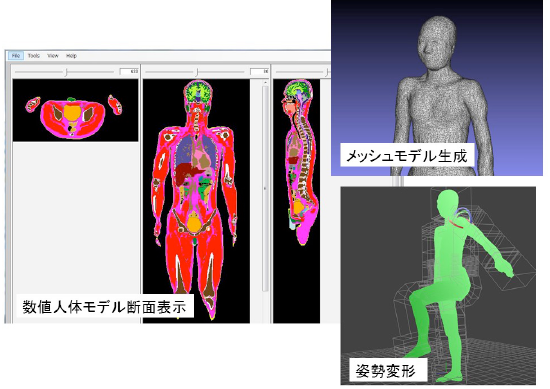 図2：　数値人体モデル用ソフトウェア（Voxel Human Anatomy Lab）