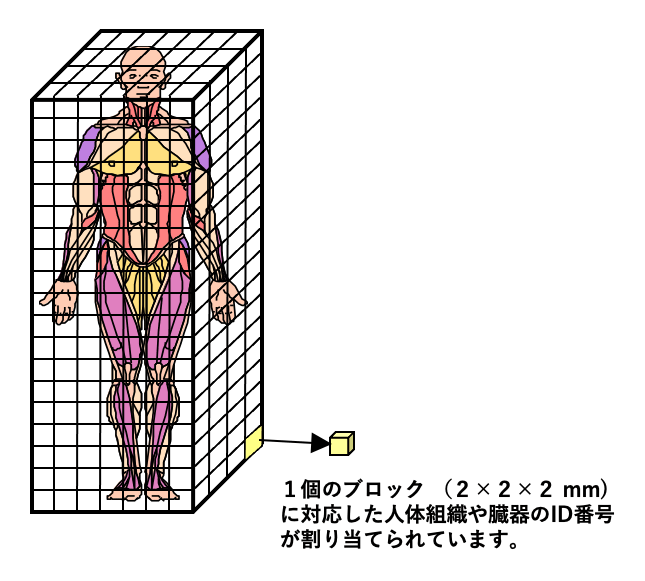 数値人体モデル図
